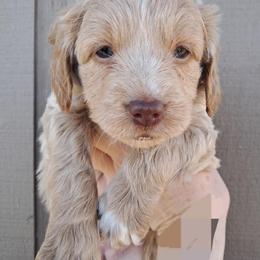 Aussiedoodle and Cockapoo Puppies from Ouachita River Cockapoos
