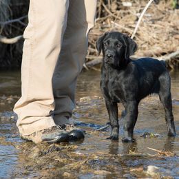 Labrador Retriever Puppies from 1611 Kennels