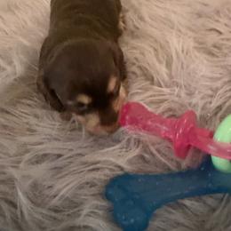 Pixie - Chocolate and cream female Dachshund puppy in Call, Texas from Dachshund D’Amore