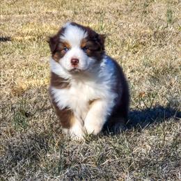 Mesa - Red tri-color female Australian Shepherd puppy in Appomattox, Virginia from Danell Australian Shepherd