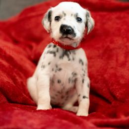 Fire - White and black female Dalmatian puppy in Cleveland, Texas from Arrowhead Dalmatians