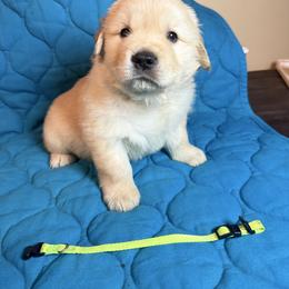 Boy 4-Lime - Golden male Golden Retriever puppy in North Pole, Alaska from Mulberry Retrievers