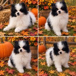 Boy 2 - male Pomeranian puppy in Middlefield, Ohio from Twice The Love Pomeranians