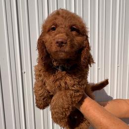 Jordan (Black) - Red  male Goldendoodle puppy in Miami, Florida from Katy's Toy Poodles & Doodles