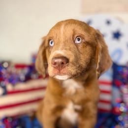 Breckenridge - male Australian Mountain Doodle puppy in Lookout, California from Remington Kennels, LLC