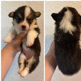 Girl 1 - Black and tan female Pembroke Welsh Corgi puppy in Helmville, Montana from Calie’s Corgis