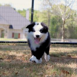 Helix - Black & white male Australian Shepherd puppy in Weatherford, Texas from Ridgestar Aussies