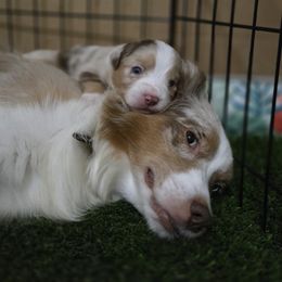 Baya - Miniature American Shepherd