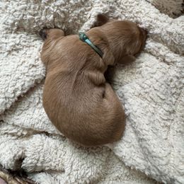 Turquoise Collar Girl - Golden female Golden Retriever puppy in Bristol, Tennessee from The Dogstead