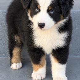 Miniature American Shepherd Puppies from Melissa Medina
