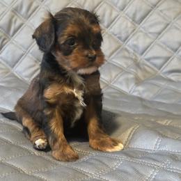 Cavapoo and Maltipoo Puppies from Julie Chandler