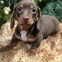 Boy 1 - male Dachshund puppy in Litchfield, Michigan from High Country Kennels