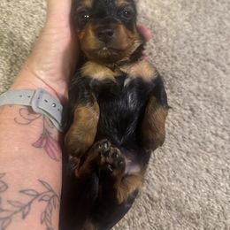 Daisy - Black and tan female Dachshund puppy in Asheboro, North Carolina from With Love From Maggie