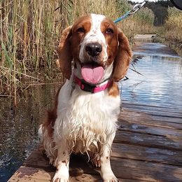 Welsh Springer Spaniels from IVYWILD Welsh Springer Spaniels
