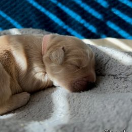 Shock - Pink Collar - Golden female Golden Retriever puppy in Amherst, Virginia from Clearvu Kennels