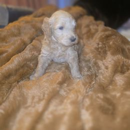 Lola - Cream female Goldendoodle puppy in Pleasant Hill, Iowa from Courtney Nicole's Mal Shihs