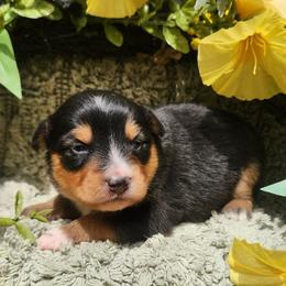 Rocky - Black tri male Miniature Australian Shepherd puppy in Sandown, New Hampshire from Ashby Lou Aussies