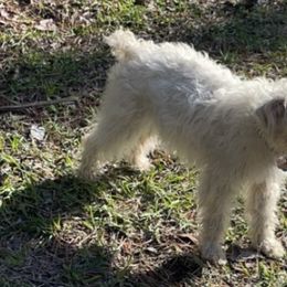 Miniature Schnauzers from Carlea's Miniature Schnauzers