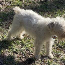 Miniature Schnauzers from Carlea's Miniature Schnauzers