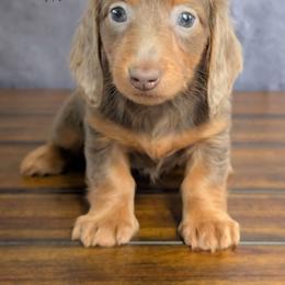 Lovely - Fawn (isabella) and tan female Dachshund puppy in Fultonville, New York from Sandy Aussies & Pomeranians