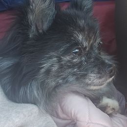 Australian Shepherds and Pomeranians from Willamette Valley Aussies