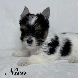 Nico - Black tan and white male Biewer Terrier puppy in Cartersville, Georgia from Alpha Tiny Paws