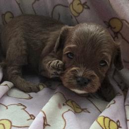 Blizzard - Red male Cavapoo puppy in Conklin, Michigan from Lake Michigan Couture Cavapoos & Cockapoos