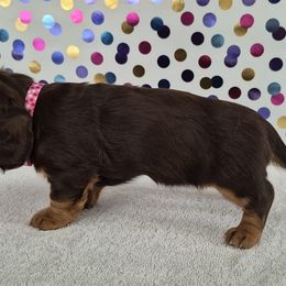 Dachshunds from Joaquin Gutierrez