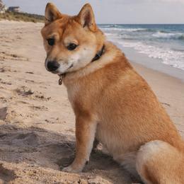 Spike - Shiba Inu