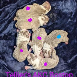 Boston Terrier Puppies from Tellier's AKC Boston Terriers Missouri