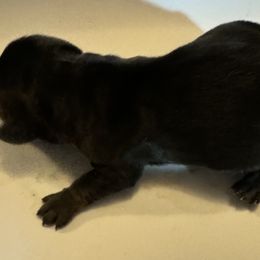 Boy 4 - Black and tan Dachshund puppy in Skowhegan, Maine from KBz Miniature Dachshunds