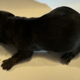 Boy 4 - Black and tan Dachshund puppy in Skowhegan, Maine from KBz Miniature Dachshunds