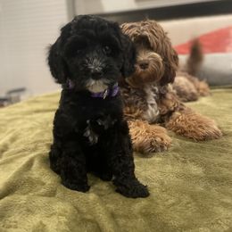 Australian Labradoodle Puppies from The Kennels at Calls Creek