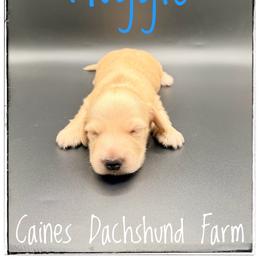 Auggie - Cream male Dachshund puppy in Cincinnati, Ohio from Caines Dachshund Farm