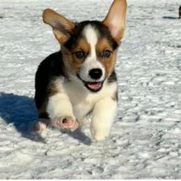 Boy 1 - Black and tan male Pembroke Welsh Corgi puppy in Portland, North Dakota from Sliding stop corgis