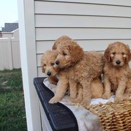 Goldendoodle Puppies from Lu Doodles