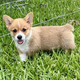 Pembroke Welsh Corgi Puppies from Pembroke Welsh Corgis at Belle Haven