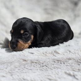 Biscuit - Black and tan male Dachshund puppy in Lady Lake, Florida from K Rae's Dachshunds