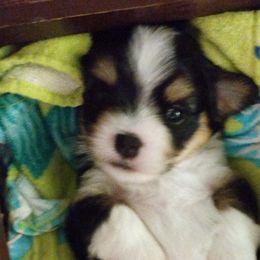 Boy 1 - Black and tan Havanese puppy in Spokane, Washington from Happy Havanese
