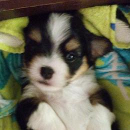 Boy 1 - Black and tan Havanese puppy in Spokane, Washington from Happy Havanese