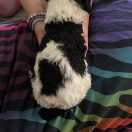 Boy 3 - Poodle puppy in Choctaw, Oklahoma from Crystal's Poodle Friends