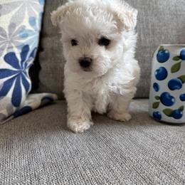 Ollie - White male Maltese puppy in Dallas, Texas from Dallas Darling Maltese