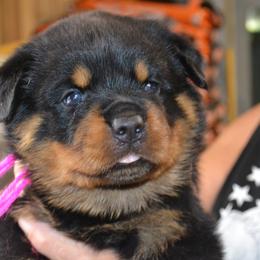 Pink collar female. Loves to give kisses. Very sweet temperament. Father is a Champion of Serbia. - Black and mahogany female Rottweiler puppy in Dawson Springs, Kentucky from Lakeview Rottweilers