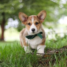 Luca - Sable male Pembroke Welsh Corgi puppy in Sugarcreek, Ohio from Admar Canines
