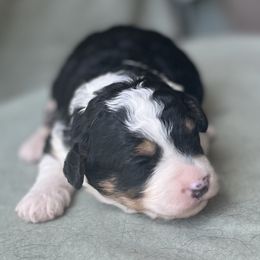 Bernedoodle Puppies from Root and Branch Bernedoodles