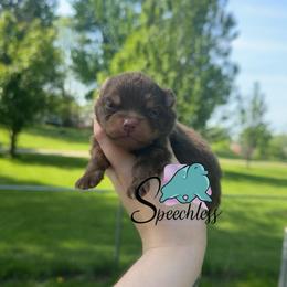 Bruno - Chocolate and tan male Pomeranian puppy in Perry County, Ohio from Speechless Pom’s