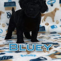 Poodle Puppies from The Victorious Poodle’s