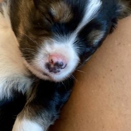 Aussiedoodles, Miniature Australian Shepherds, and Toy Australian Shepherds from River Hill Ranch