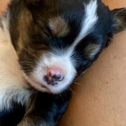 Aussiedoodles, Miniature Australian Shepherds, and Toy Australian Shepherds from River Hill Ranch