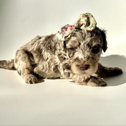 Syrup - Merle female Goldendoodle puppy in Pulaski, Tennessee from Doodle My Heart